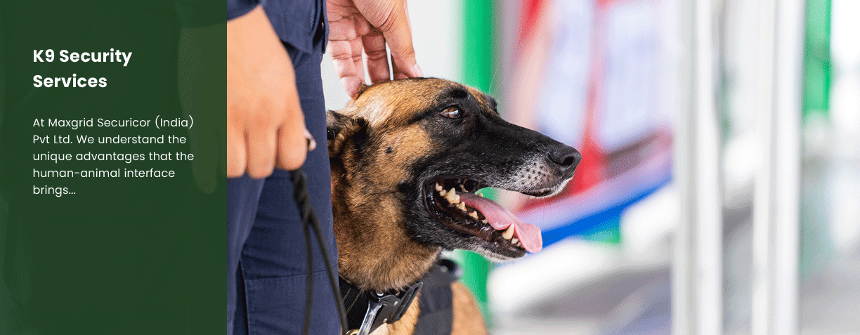 K9 service